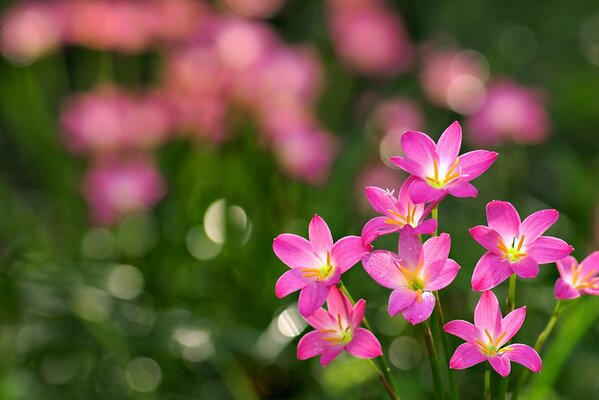 Fleurs roses d été