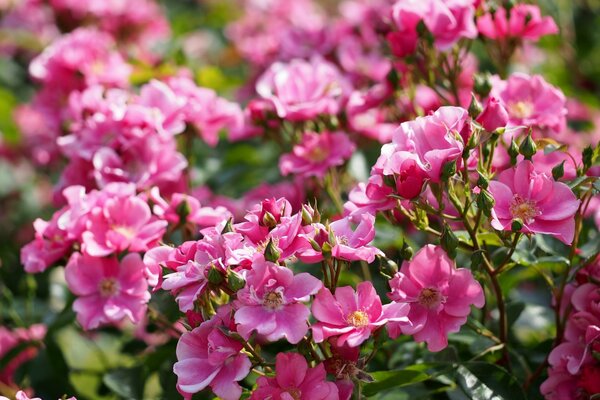 Rosa Blüten. Busch mit rosa Blüten