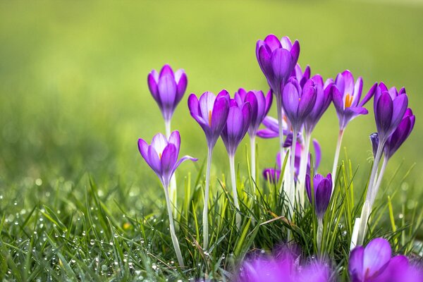 Rosée sur les Crocus violets et l herbe