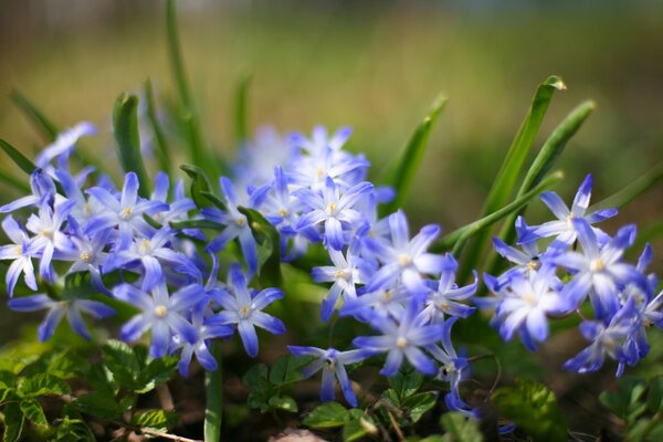 Poco appariscente primo fiore primaverile