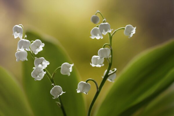 Macro photo with lilies of the valley