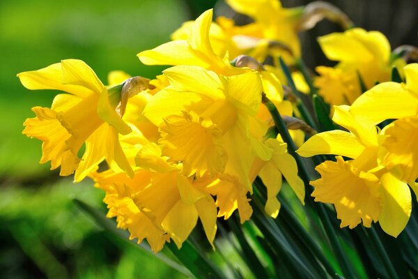 Narcisos amarillos sobre fondo verde