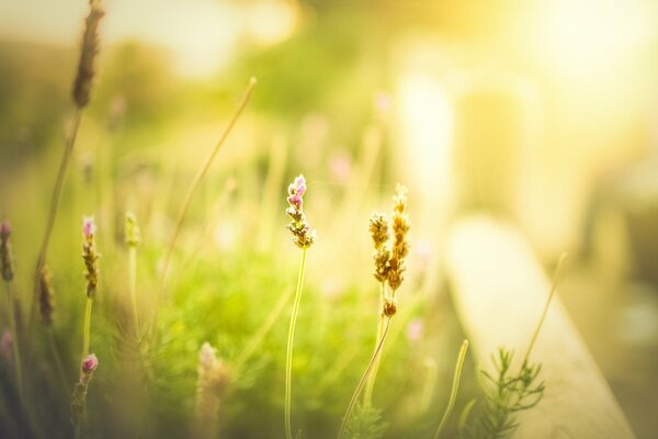 Ein schöner , sonniger Morgen auf einer Wiese mit Blumen