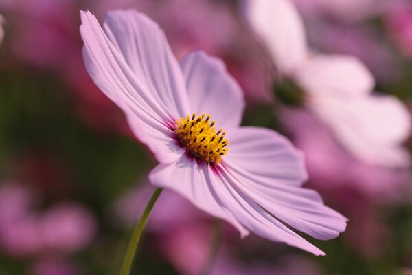 Macro shot of a pink flower