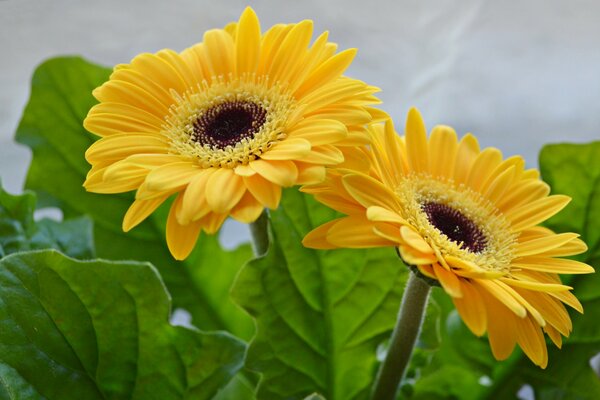 Gerberas brillantes con pétalos amarillos