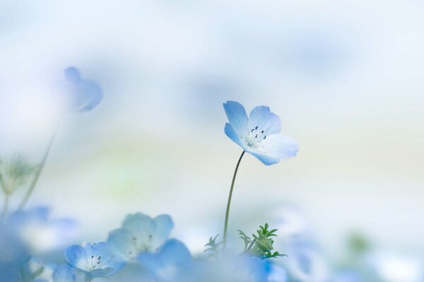 Blue flowers on a blurry background