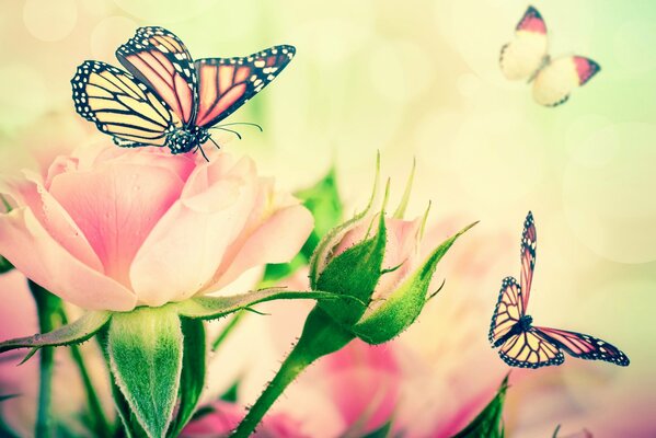 Delicados capullos de rosa con mariposas vaporosas