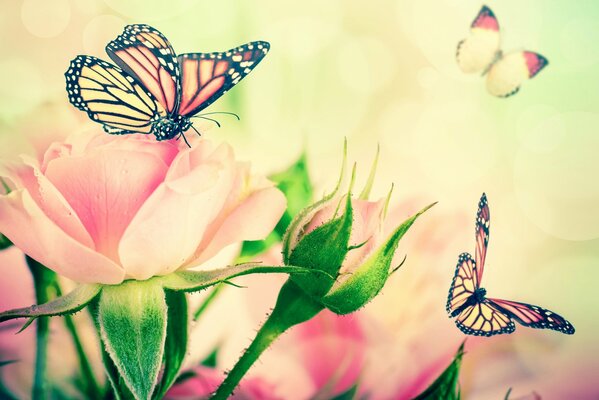 Нежные бутоны роз с пархающими бабочками