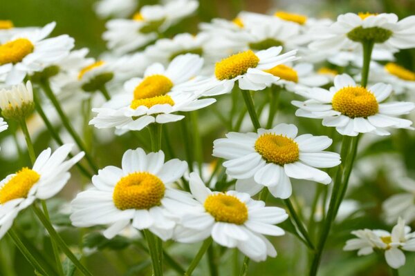 Été. bouquets de camomille sur l herbe