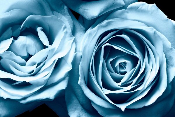 Roses and blue. Beauty, blue shades