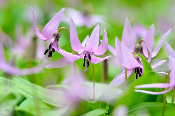 Delicate spring flowers. Gentle mood