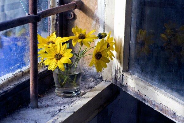 Gelbe Blüten am Fenster mit Gitter