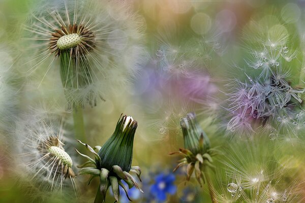 Macrophotographie. Photo d un pissenlit luxuriant