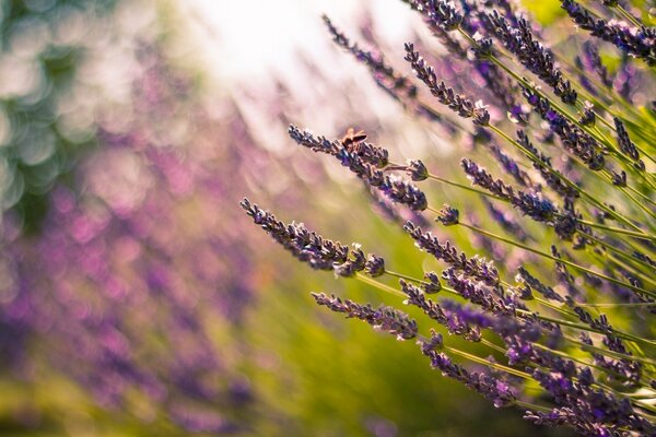 Lavendel im Feld mit verschwommenem Hintergrund