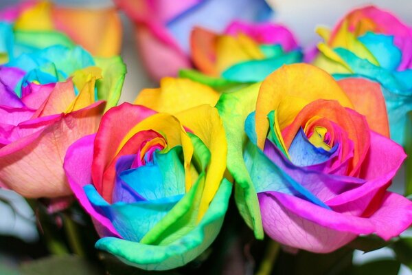 Roses arc-en-ciel, comme un vrai arc-en-ciel