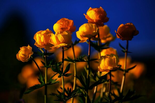 Flores amarillas en luz natural