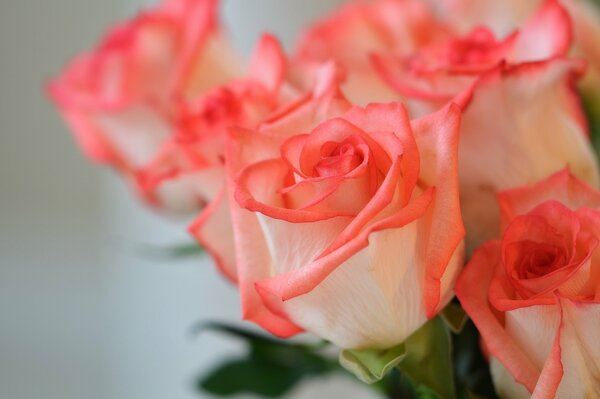 Weiß Korallenknospen von Rosen werden in einem Blumenstrauß gesammelt