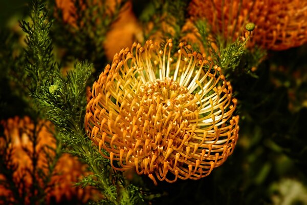 Eine schöne Kombination aus gelben Chrysanthemen und grünen Blättern