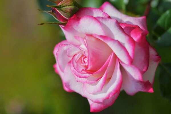 Róża jest delikatna. Kolor i tło idealnie do siebie pasują. Harmonia nastroju
