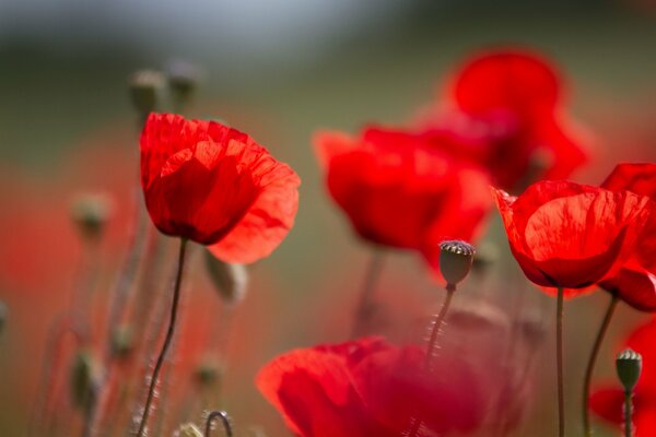 Fiery poppies in the field. Macro shooting. Summer