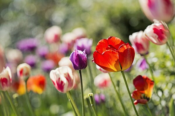 Tulpen im Blumenbeet -Frühling in der Dusche