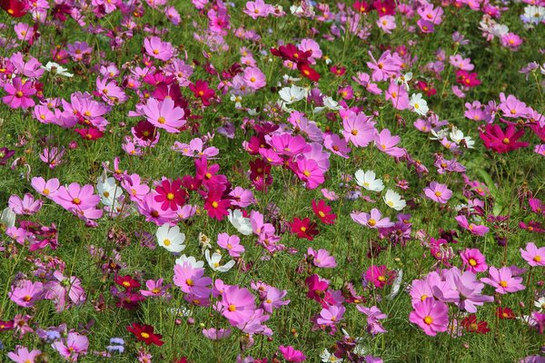 Grünes Feld mit bunten Wildblumen