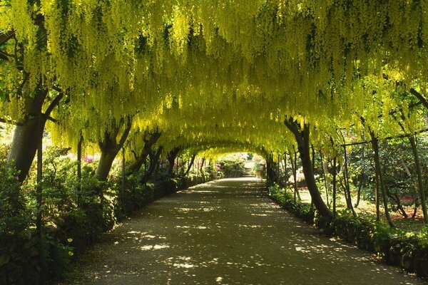 Strada riparata dagli alberi in fiore