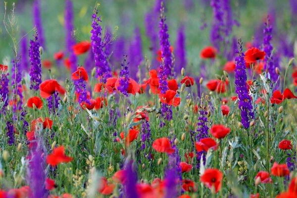 Champ de coquelicots. Belle Prairie. Nature chic