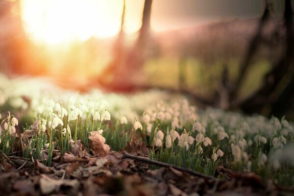 Field of spring white flowers