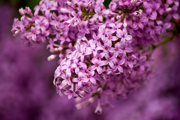 Bouquet de très beaux lilas