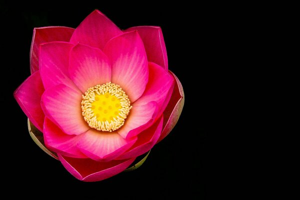 Fabelhafter Lotus oder Wasserlilie