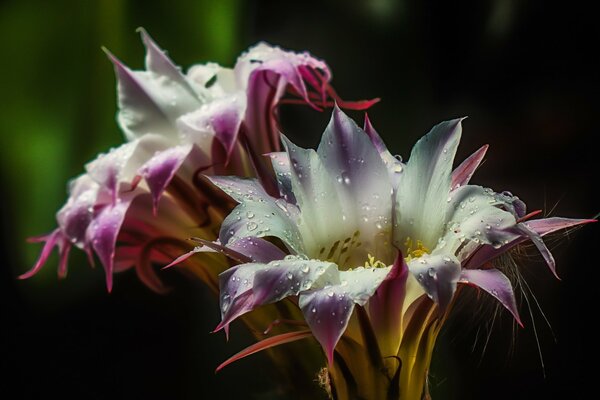 Pollen de cactus en fleurs avec des gouttes d eau