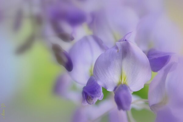 Lilac flowers in macro photography