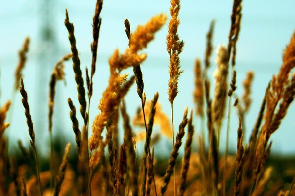 Imagen macro de las espigas amarillas en el campo