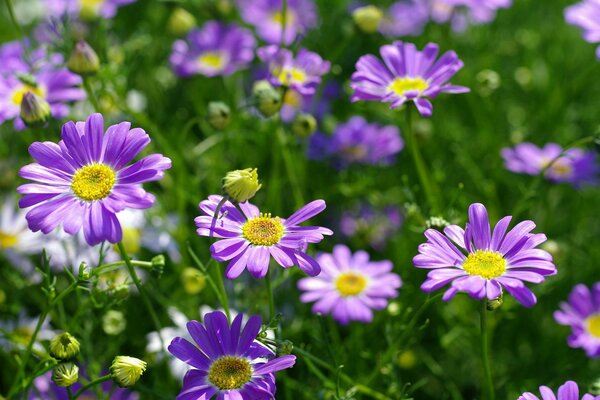 Das Feld der Blütenblätter der violetten Ringelblumen