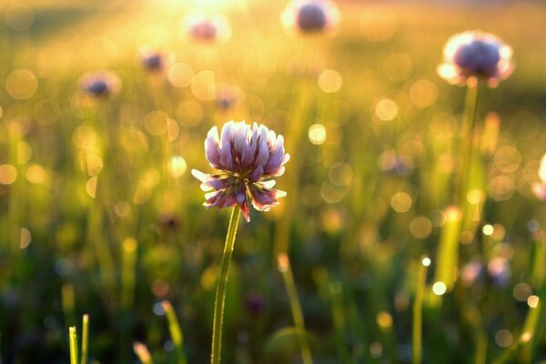 Clover flower in the rays of dawn