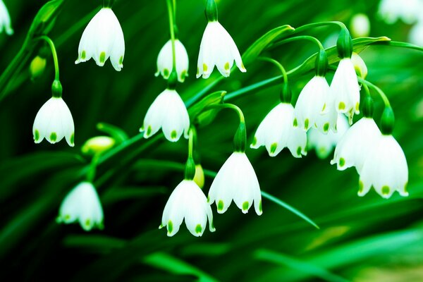 The white - flowered flower is like a bell with overly green foliage