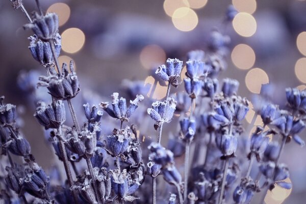 Fleurs de lavande, reflets de rosée