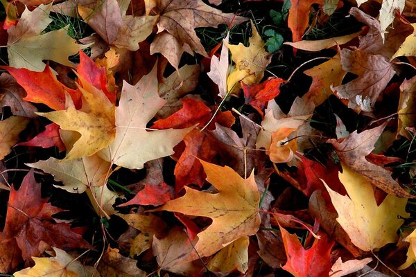 Umgestürztes buntes Laub im Herbst