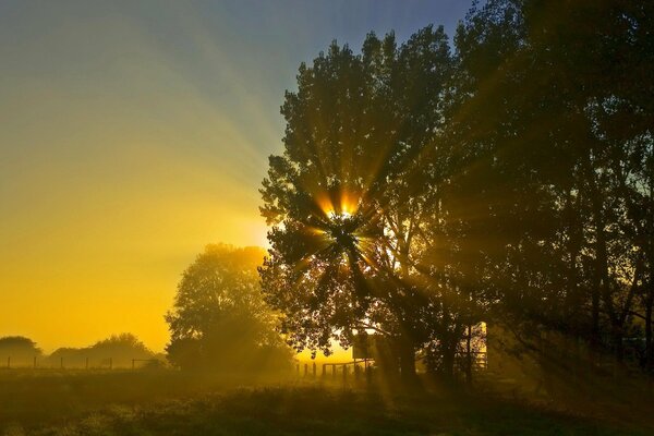 Lever du soleil éveillé à travers les arbres