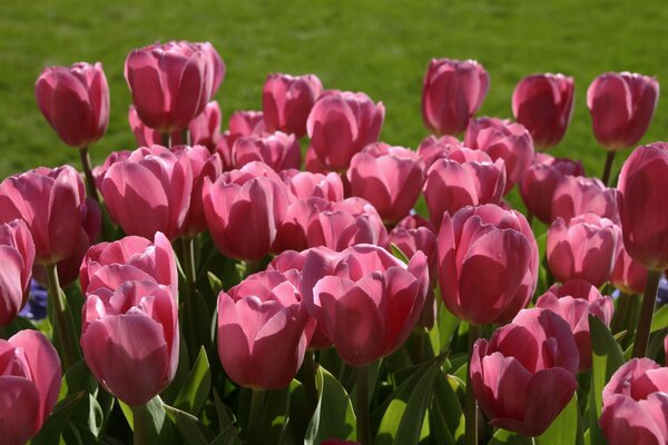 Pink tulips on a green field