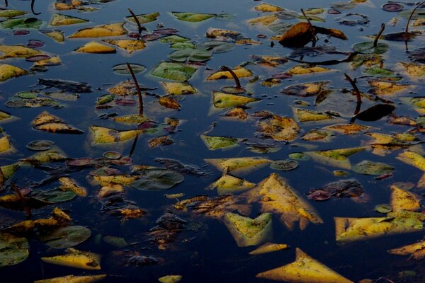 Gelbe Blätter auf der Oberfläche des Sees