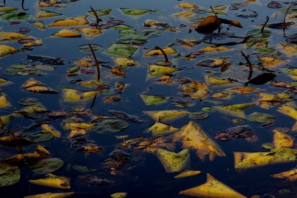 Feuilles jaunes sur la surface du lac