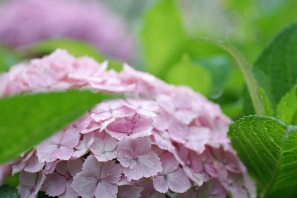 Hydrangea blooms in large inflorescences