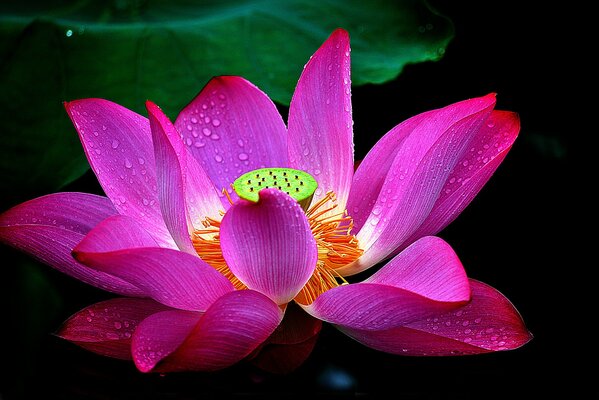 Blütenblätter eines blühenden Lotus mit Wassertropfen