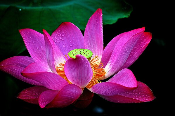 Pétales de Lotus fleuri avec des gouttes d eau