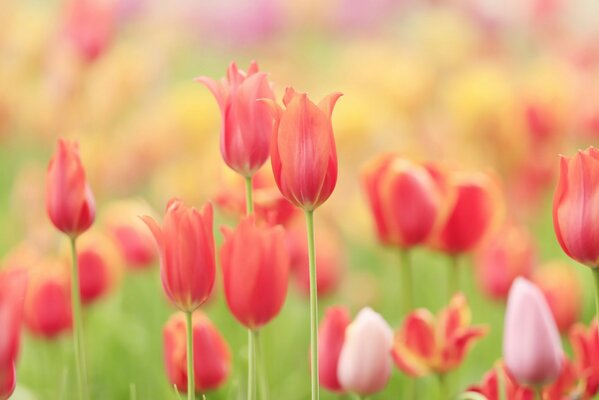 Letnia łąka usiana delikatnymi tulipanami