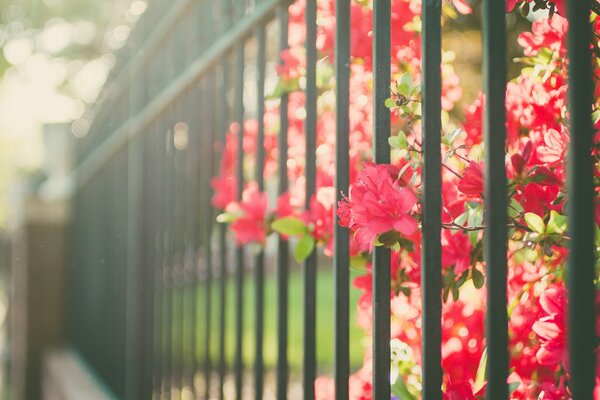 Fleurs rouges derrière la clôture verte. Fond flou