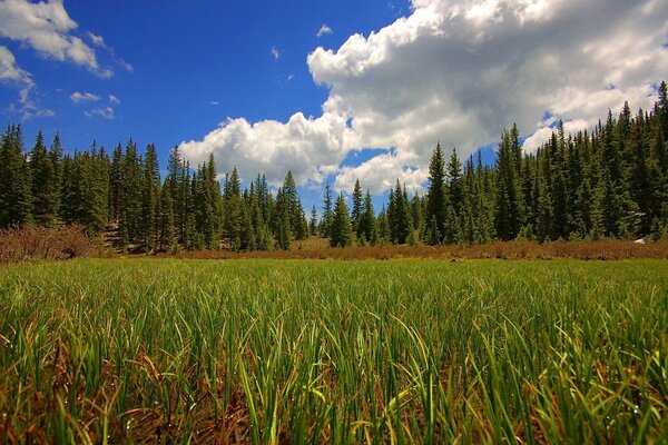 Das Feld ist im Sommer sehr schön und atmosphärisch