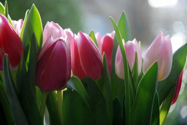 Нежные розовые цветы тюльпанов